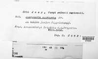 Image of Mucronella calva